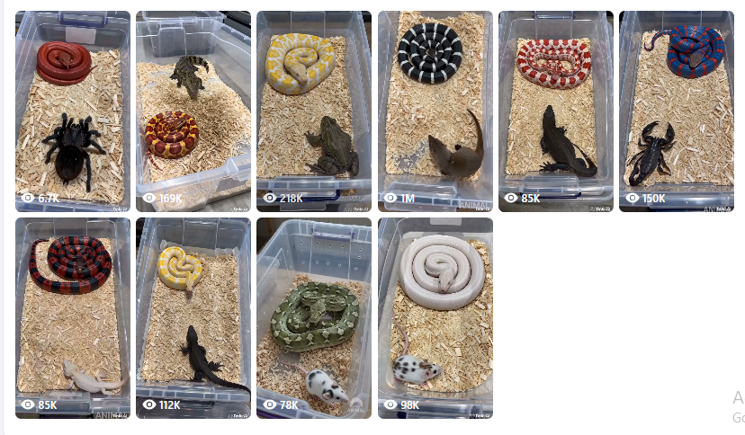 Mongoose vs. Snake – Wildlife Battle Master Prompt